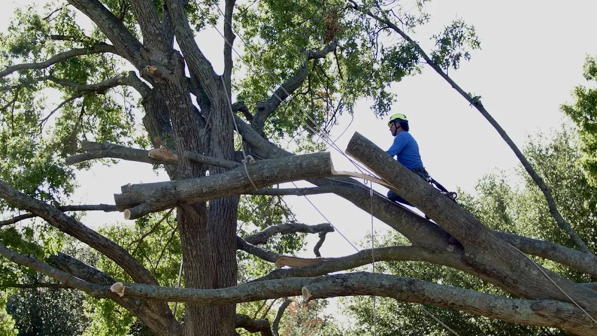 Professional Crown Thinning performed by certified arborists in Salix